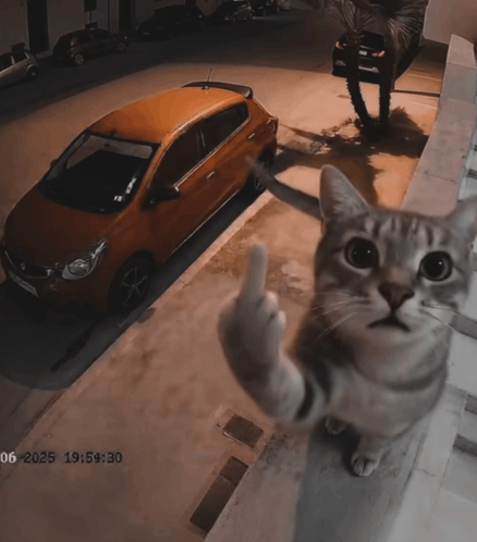 cat-middle-finger.png