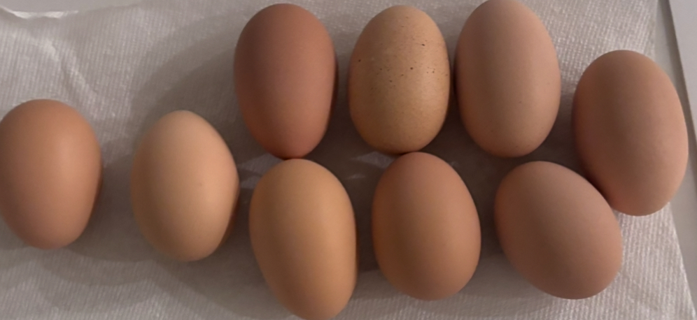 IMG_6332.jpeg IMG_6332.jpeg