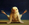IMG_2831.jpeg