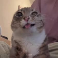 dhhdhdh