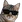 CatKool :CatKool: :CatKool:
